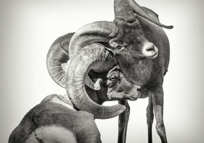web1_5-bighorn-schafer-_7090424